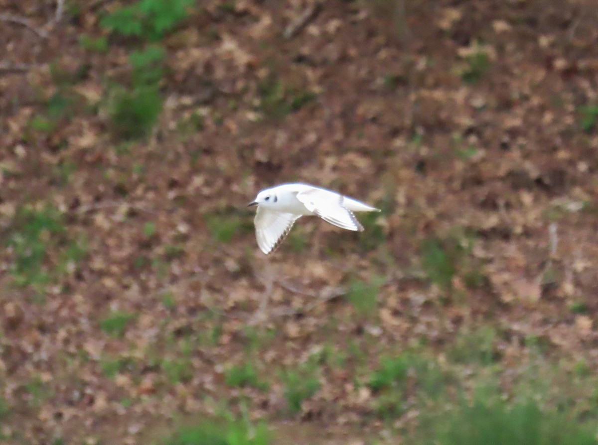 Bonaparte's Gull - ML554929201