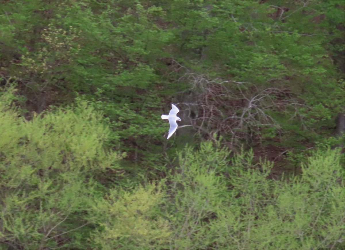 Bonaparte's Gull - ML554929211