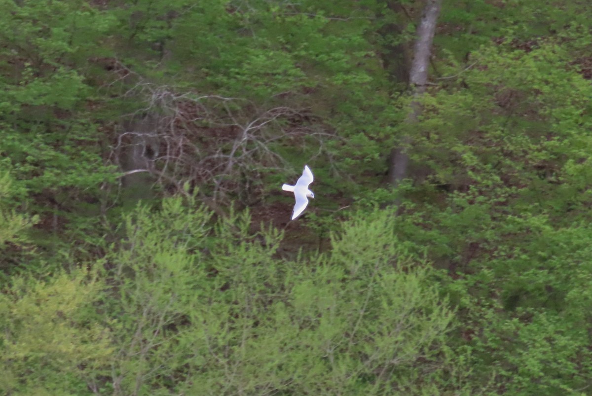 Bonaparte's Gull - Michael Bowen