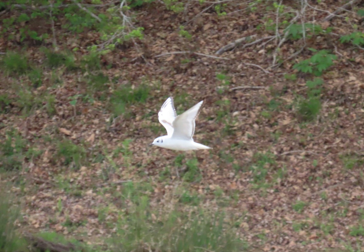 Mouette de Bonaparte - ML554929241