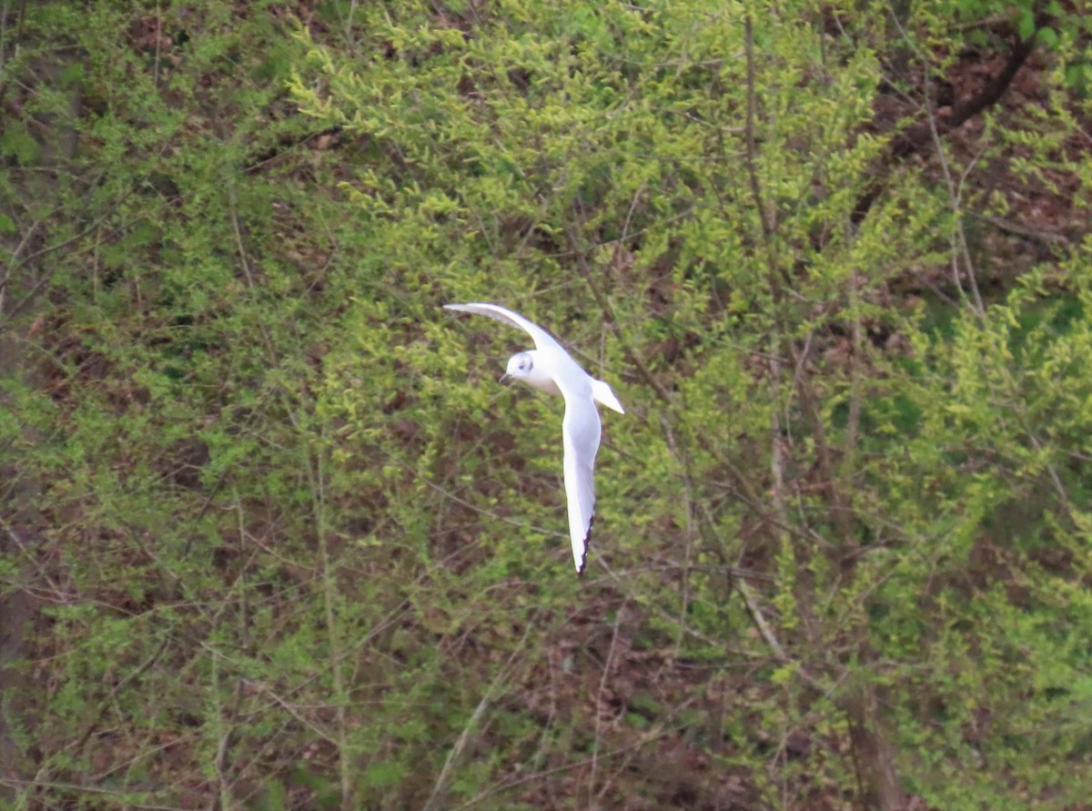 Bonaparte's Gull - Michael Bowen