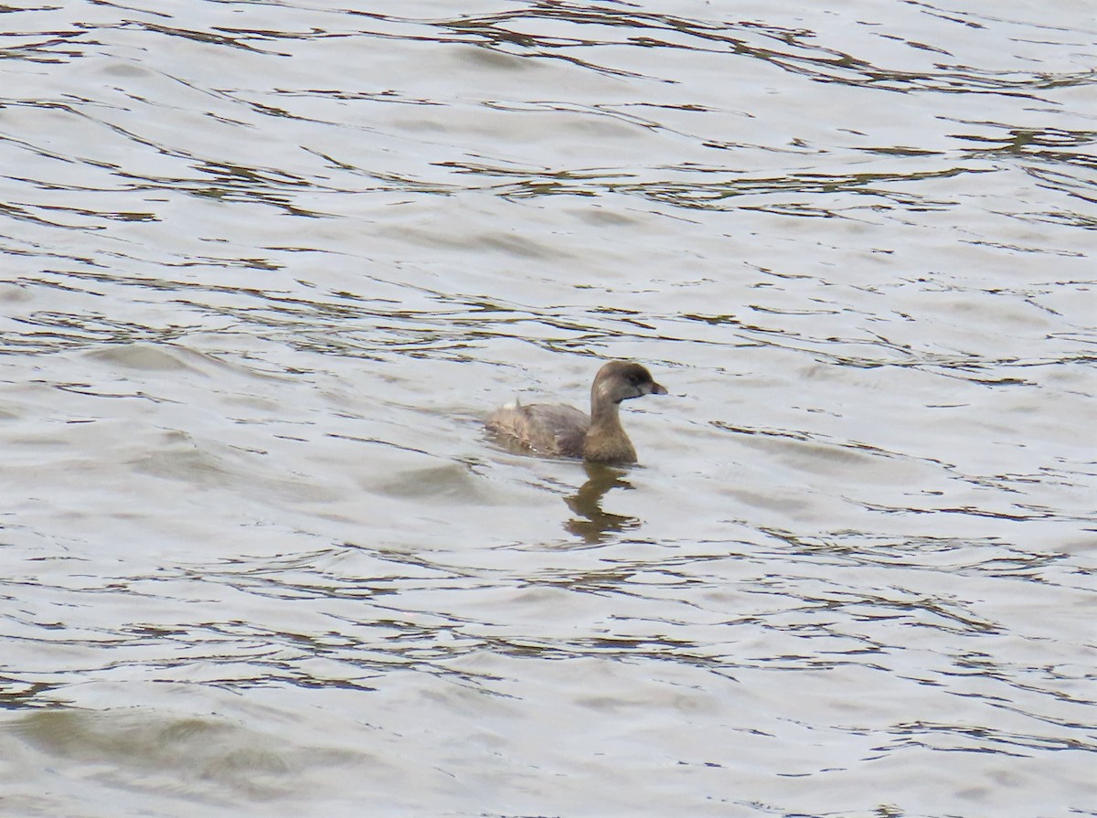 Pied-billed Grebe - ML554929281