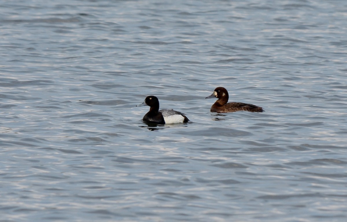 Greater Scaup - ML554929401