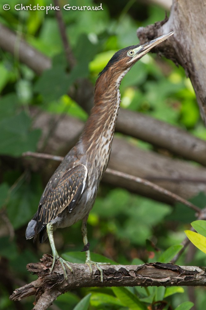 Green Heron - Christophe Gouraud