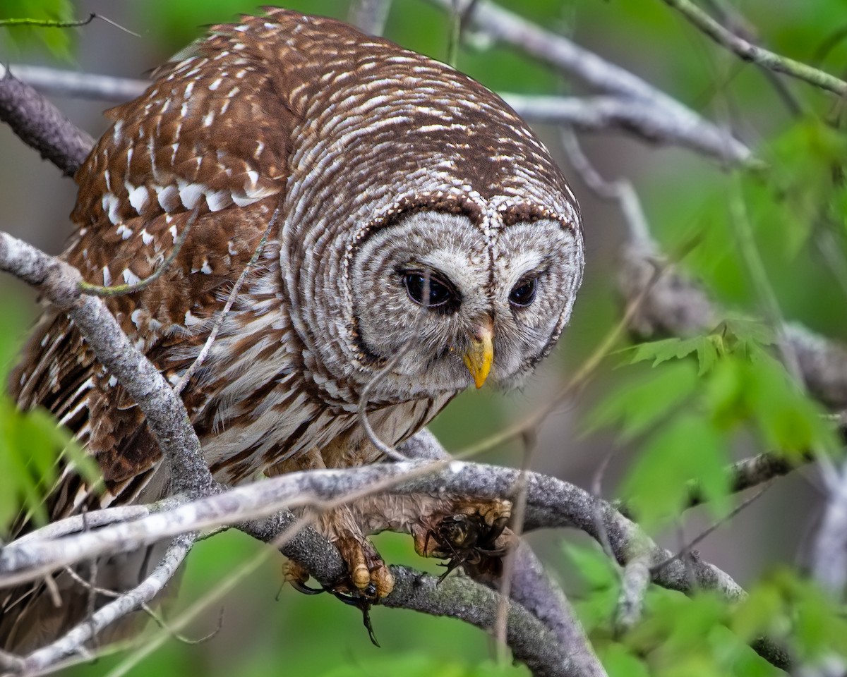 Barred Owl - ML554931491