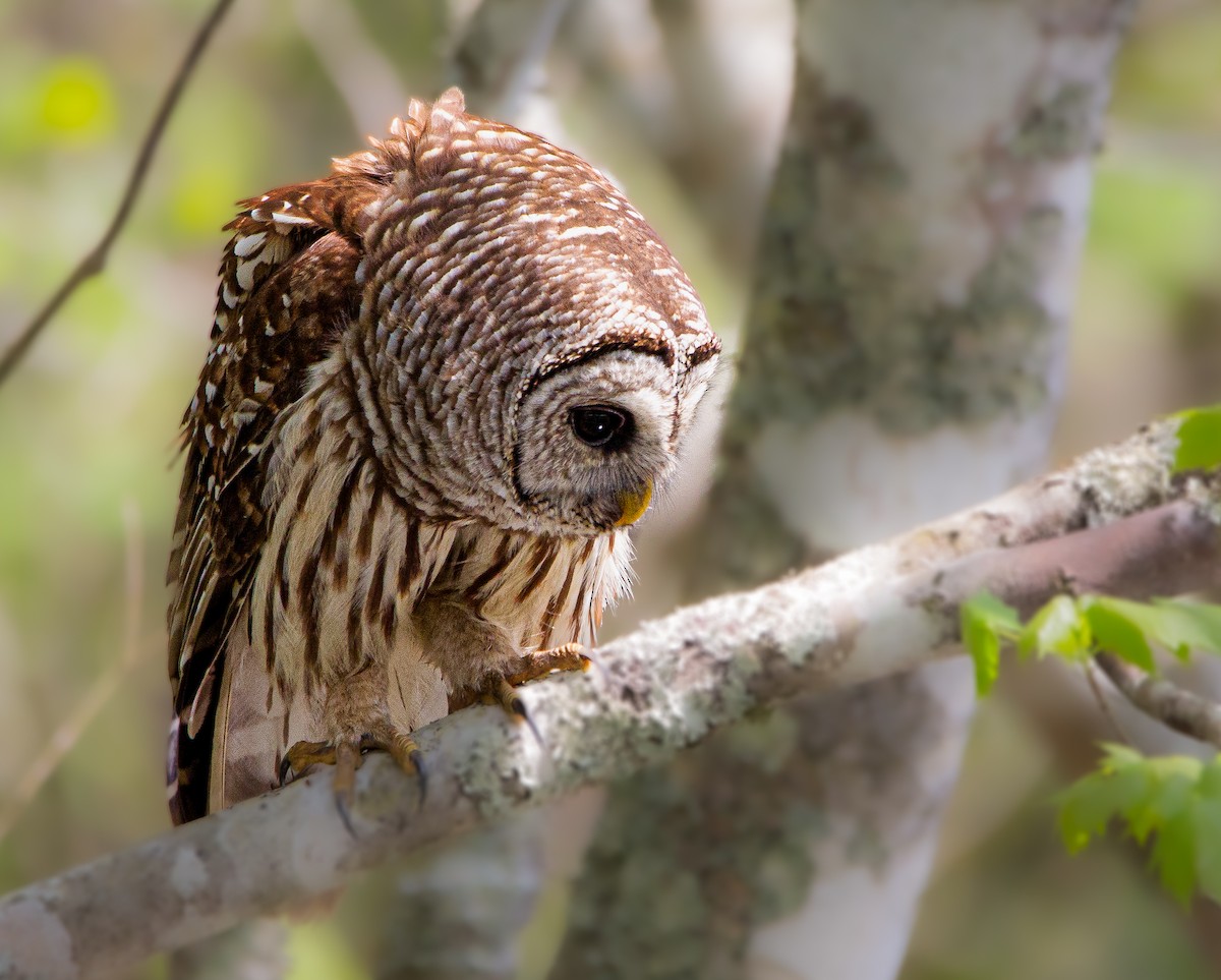 Barred Owl - Levi Charles