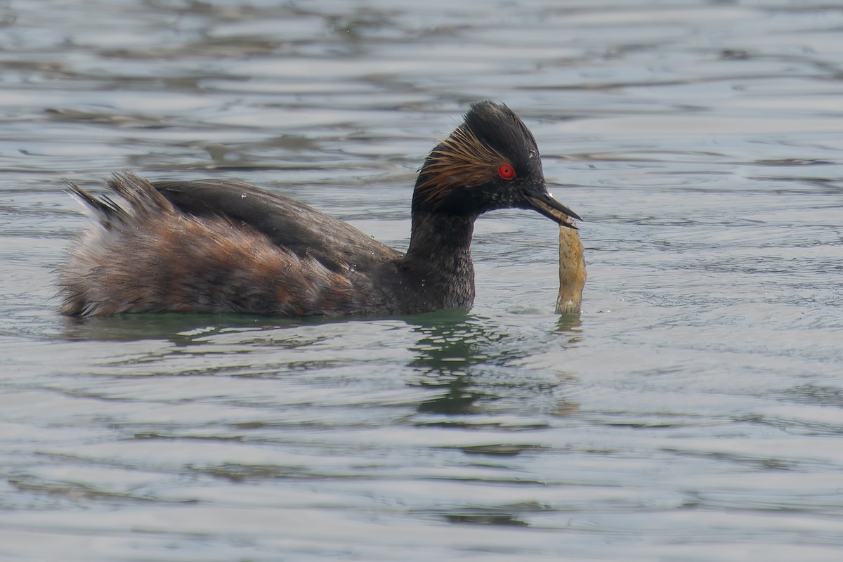 Eared Grebe - ML554931531