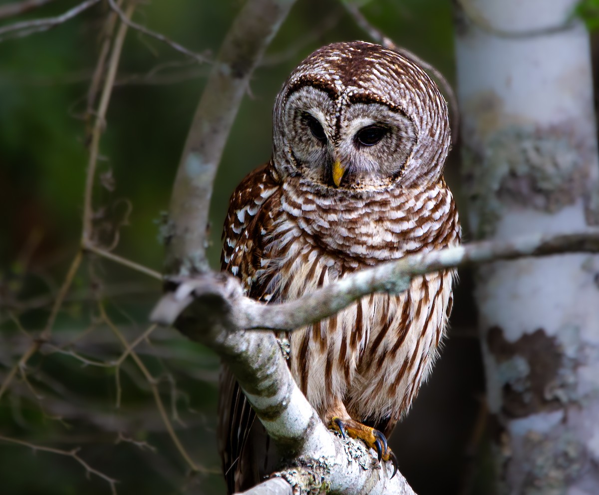 Barred Owl - ML554931541