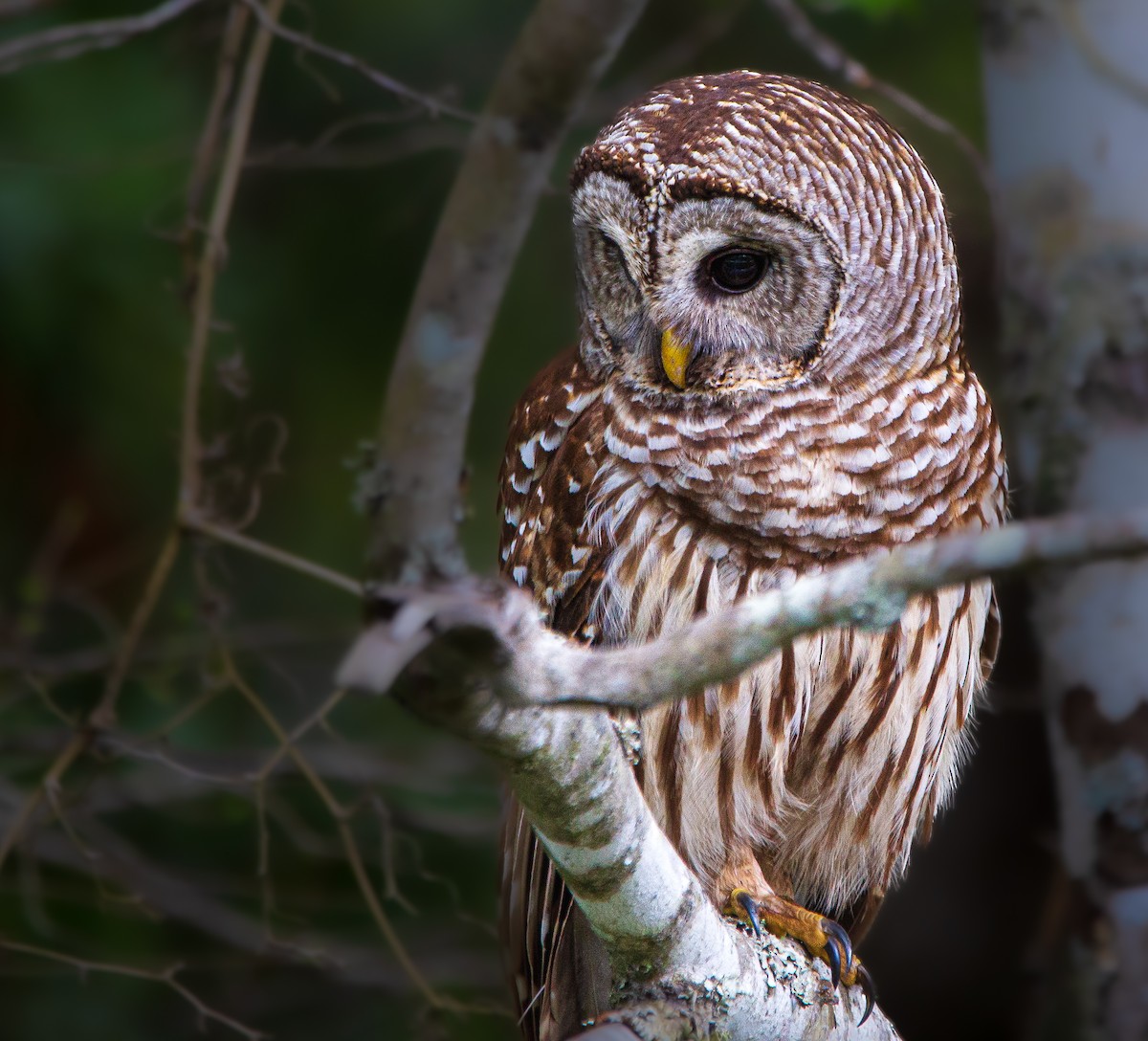 Barred Owl - ML554931651