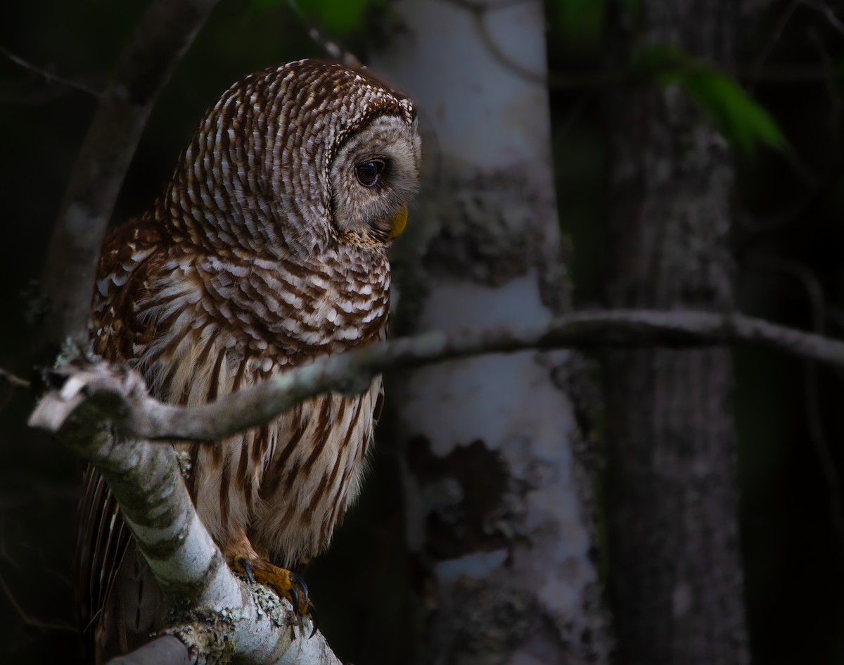 Barred Owl - ML554931701