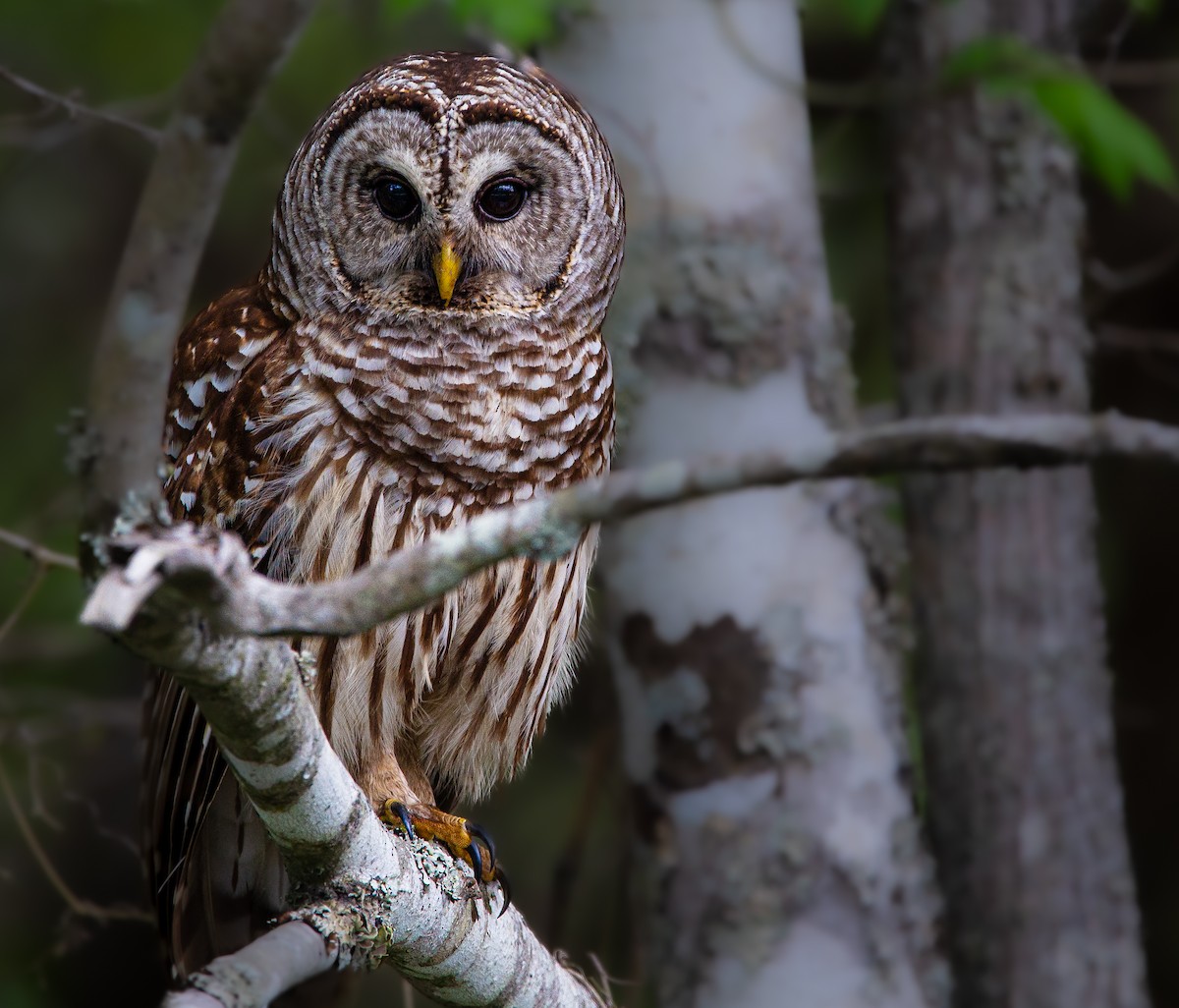 Barred Owl - ML554931751