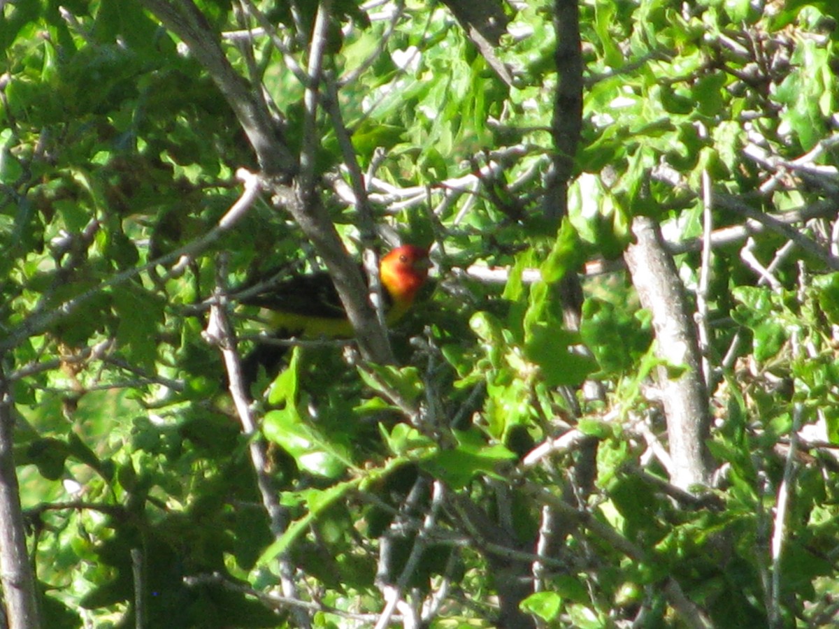 Western Tanager - Ian Batterman