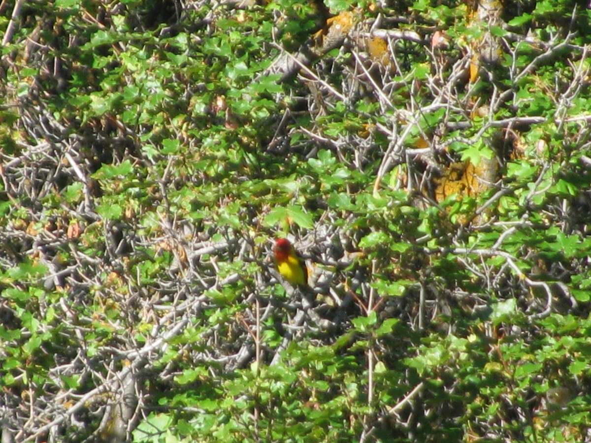 Western Tanager - Ian Batterman