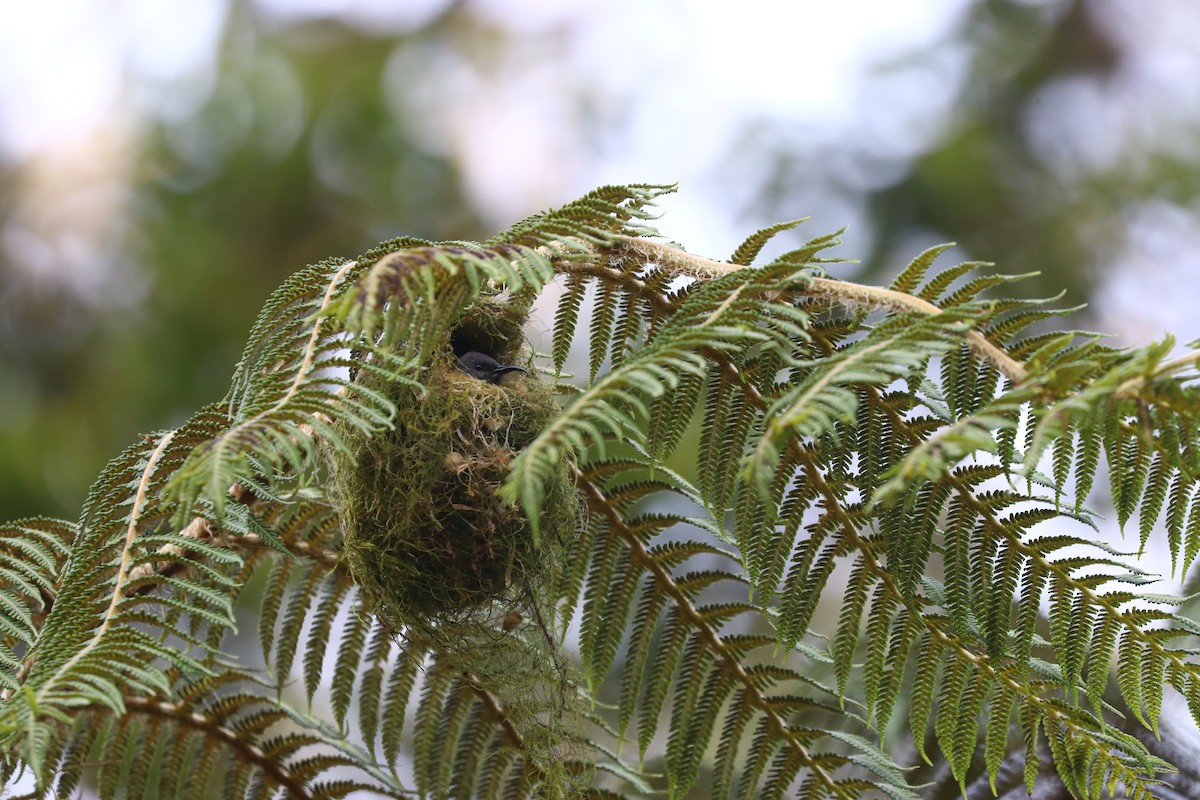 White-flanked Sunbird - ML554932621