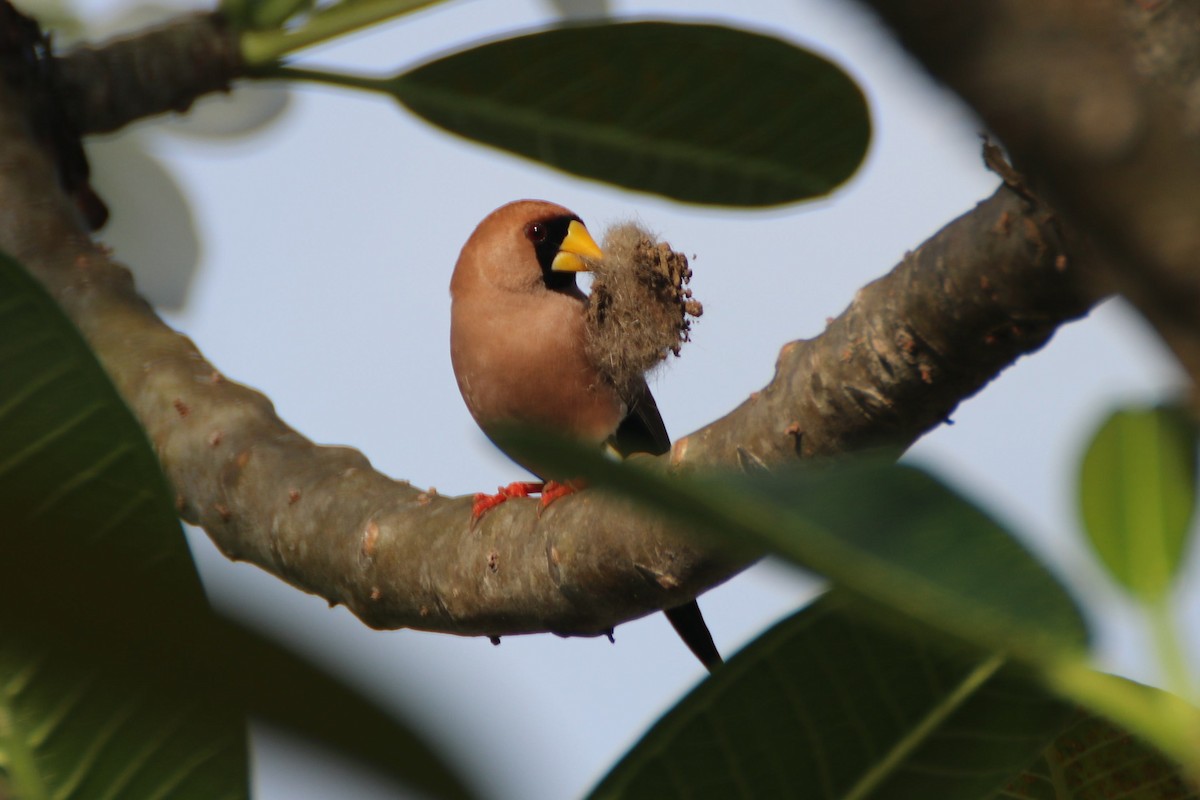 Masked Finch (Masked) - ML554935241