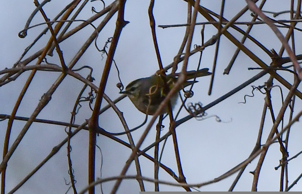 Blue-gray Gnatcatcher - ML554935641