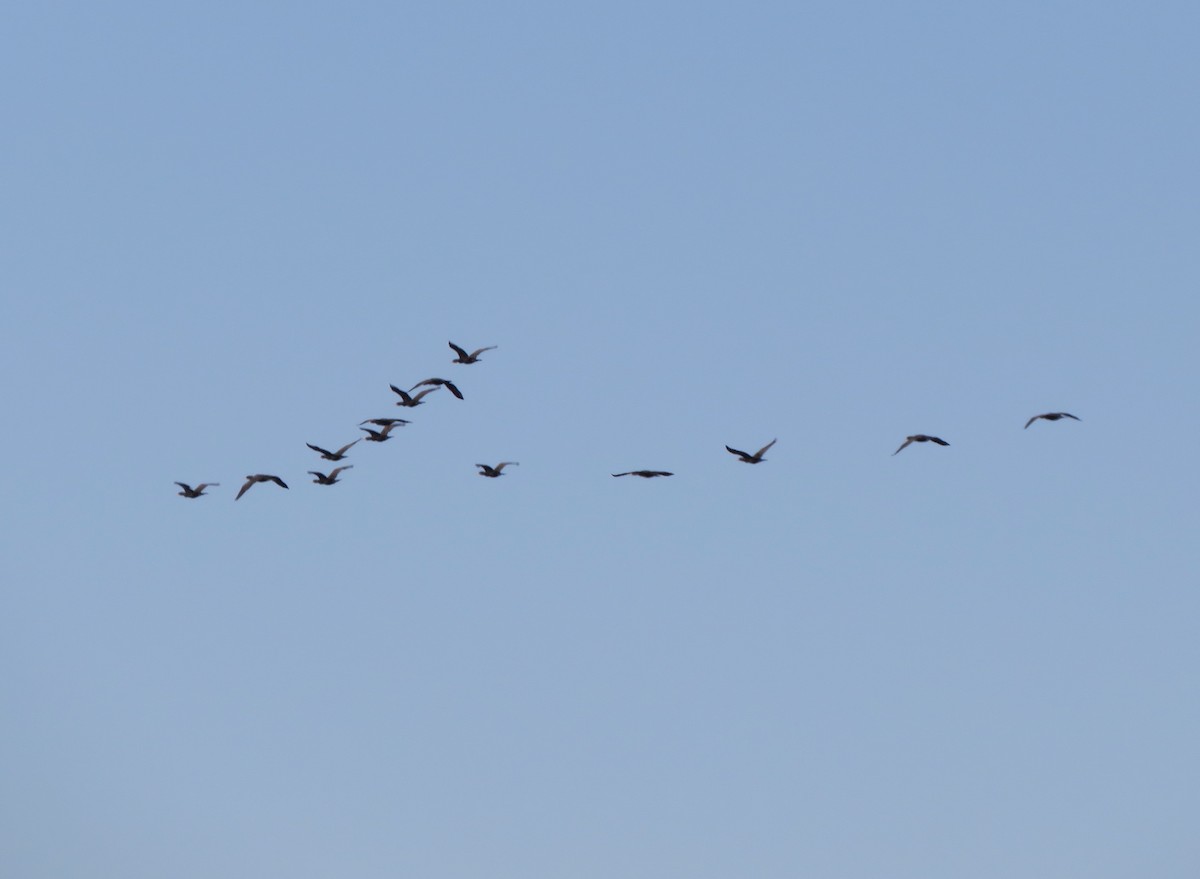 Double-crested Cormorant - ML554935651