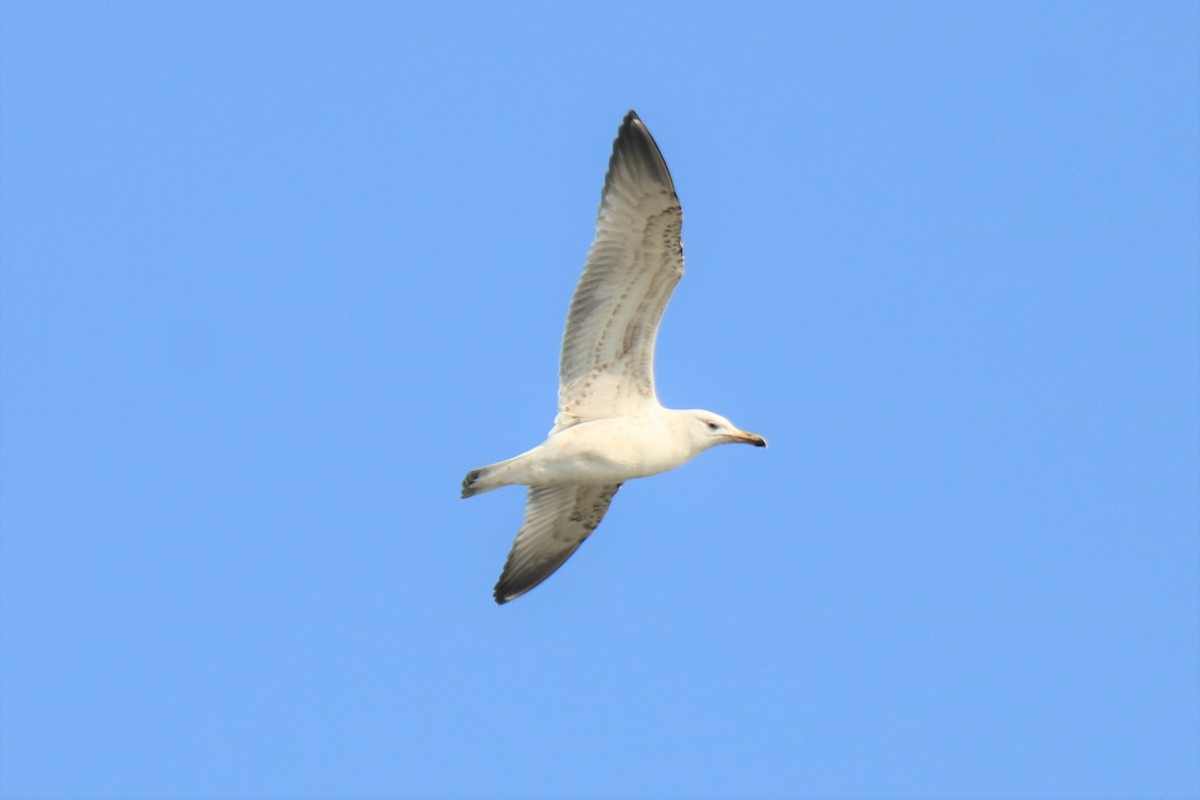 Caspian Gull - Jan Roedolf