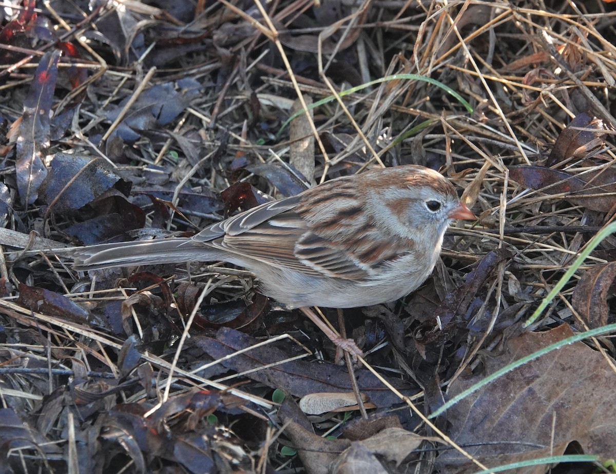 Field Sparrow - ML554936771