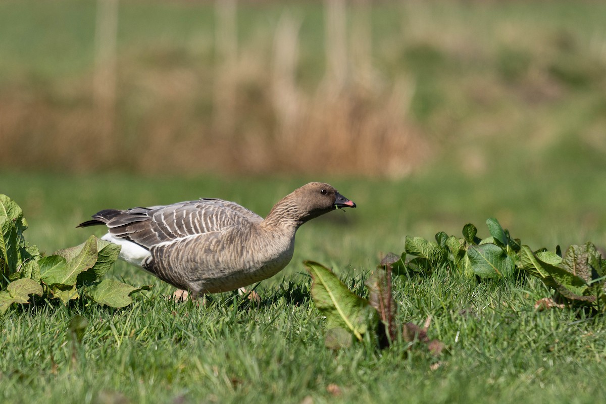 Pink-footed Goose - ML554937721