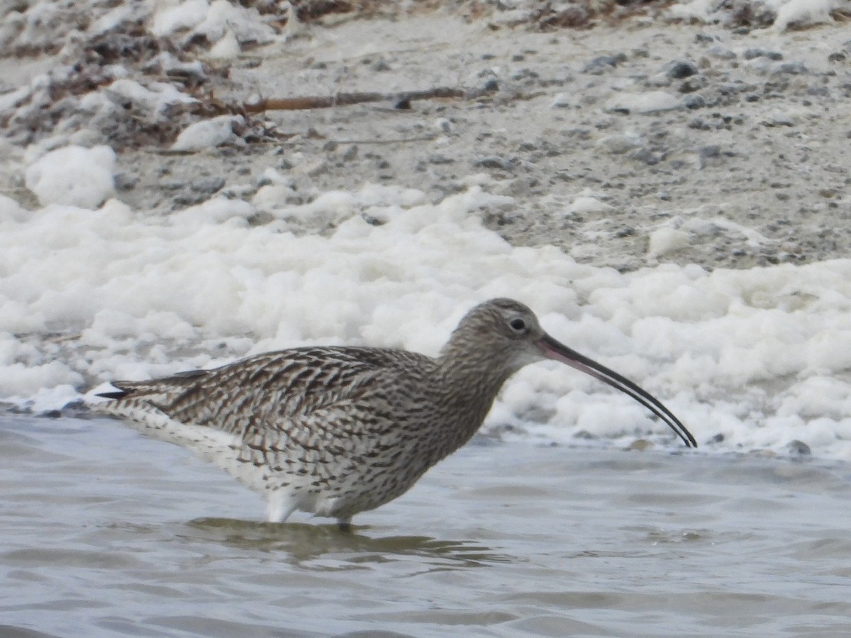 Eurasian Curlew - ML554938251