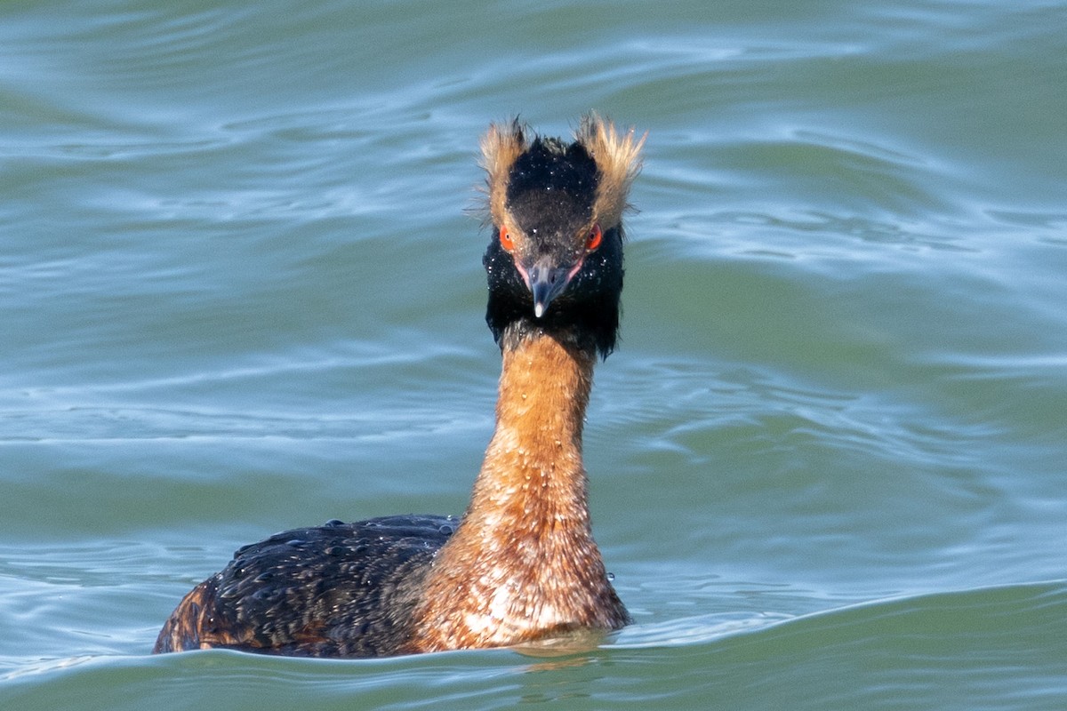 Horned Grebe - Rob  Sielaff