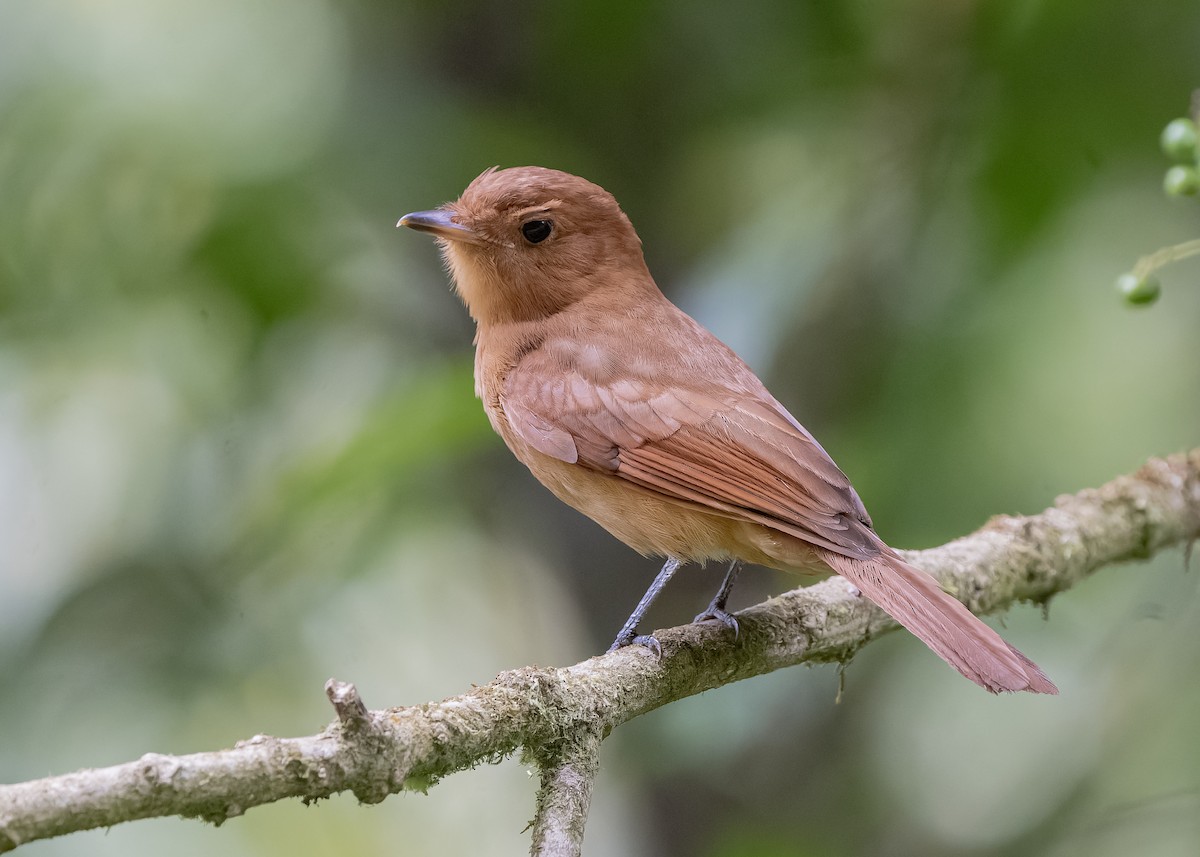 Rufous Mourner - Guillermo  Saborío Vega