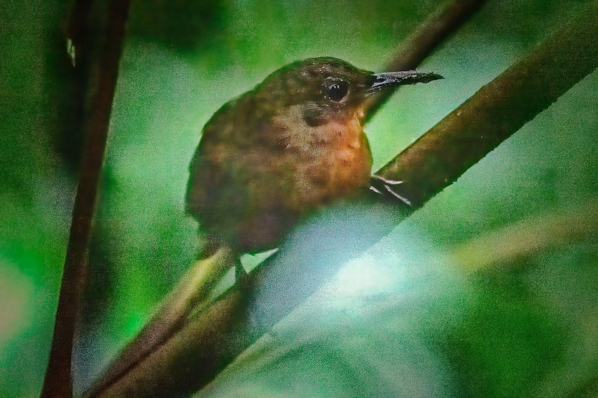 South American Leaftosser (Dusky) - ML554940331