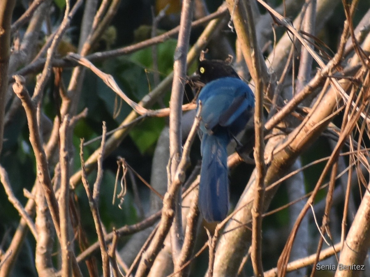 Bushy-crested Jay - ML554947141