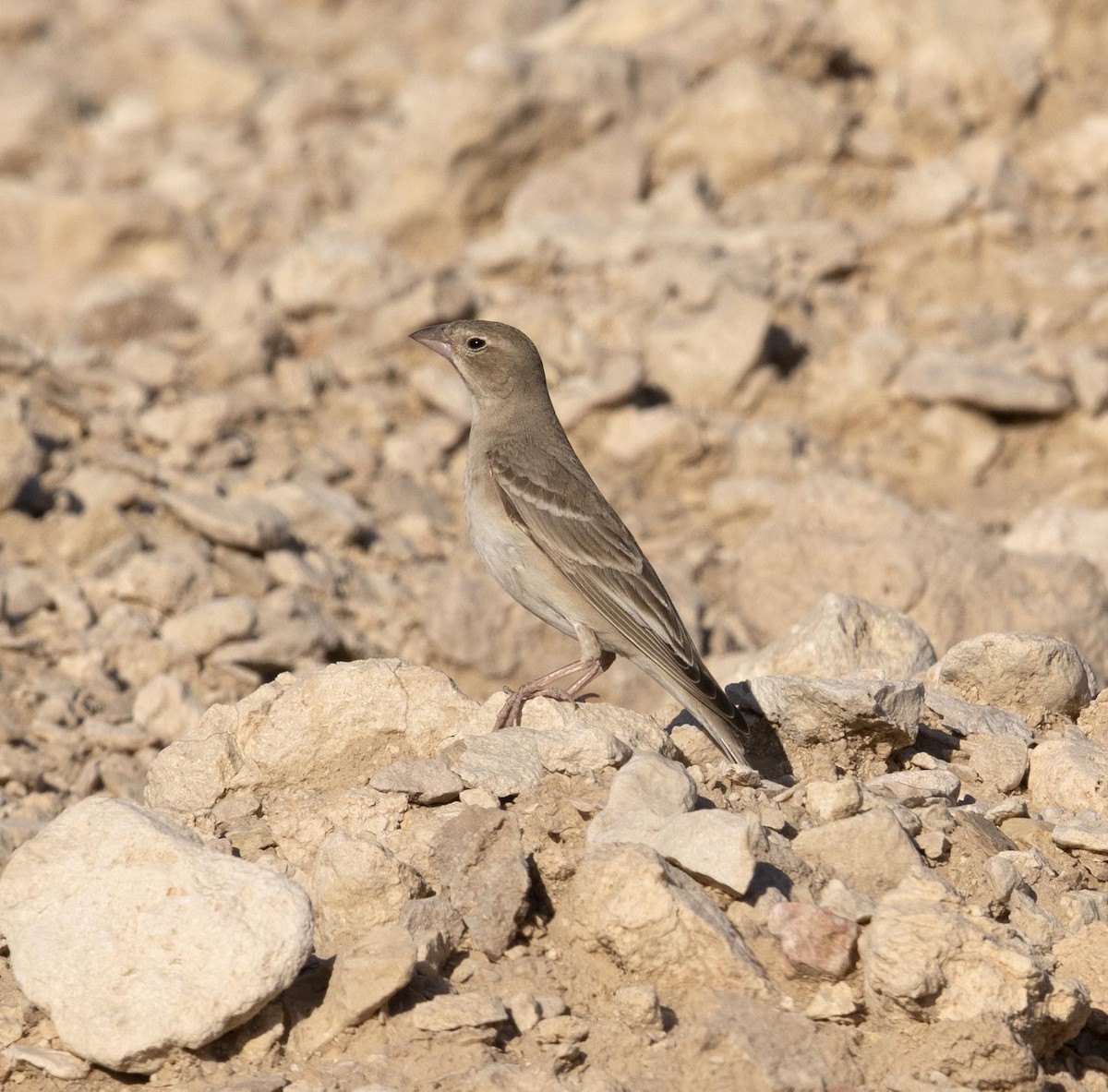 Pale Rockfinch - ML554947621