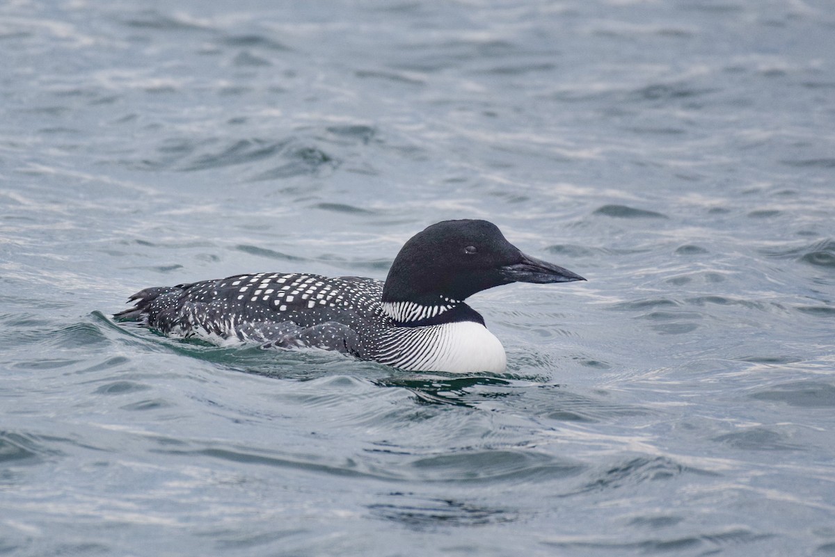 Common Loon - ML554947891