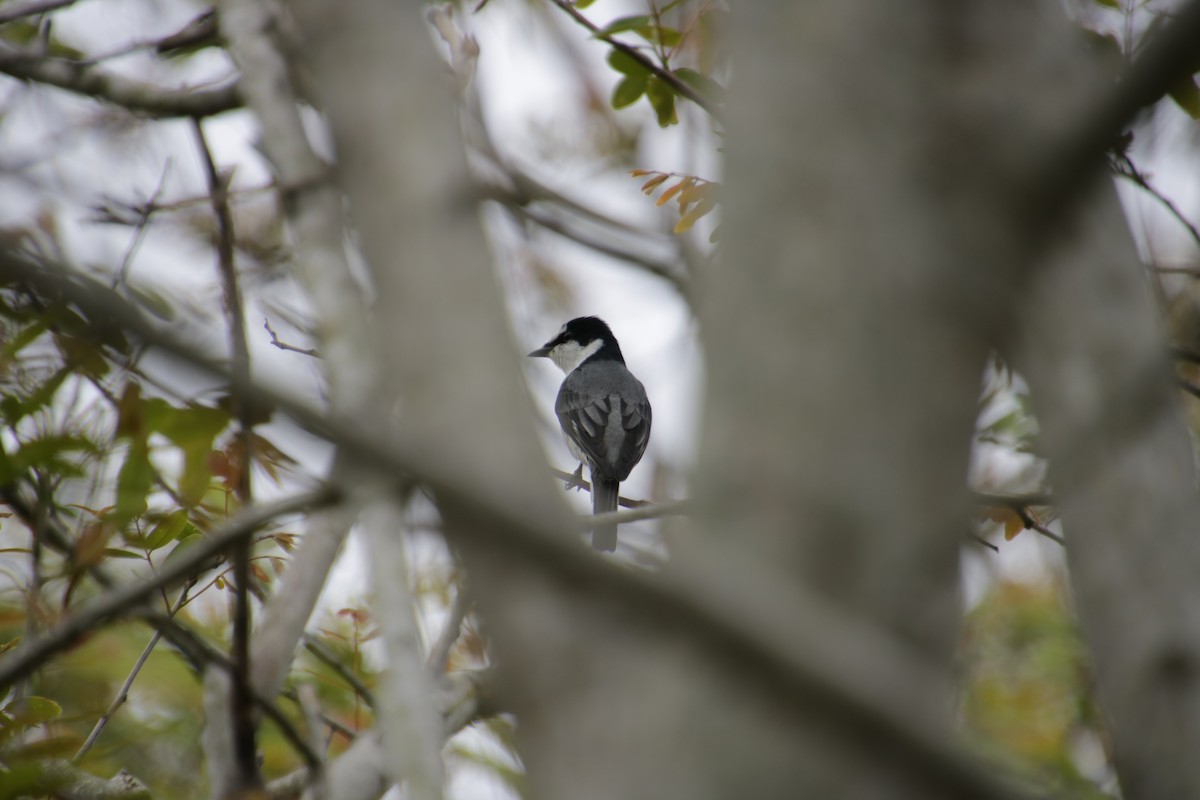 Ashy Minivet - Kuan Chih Yu