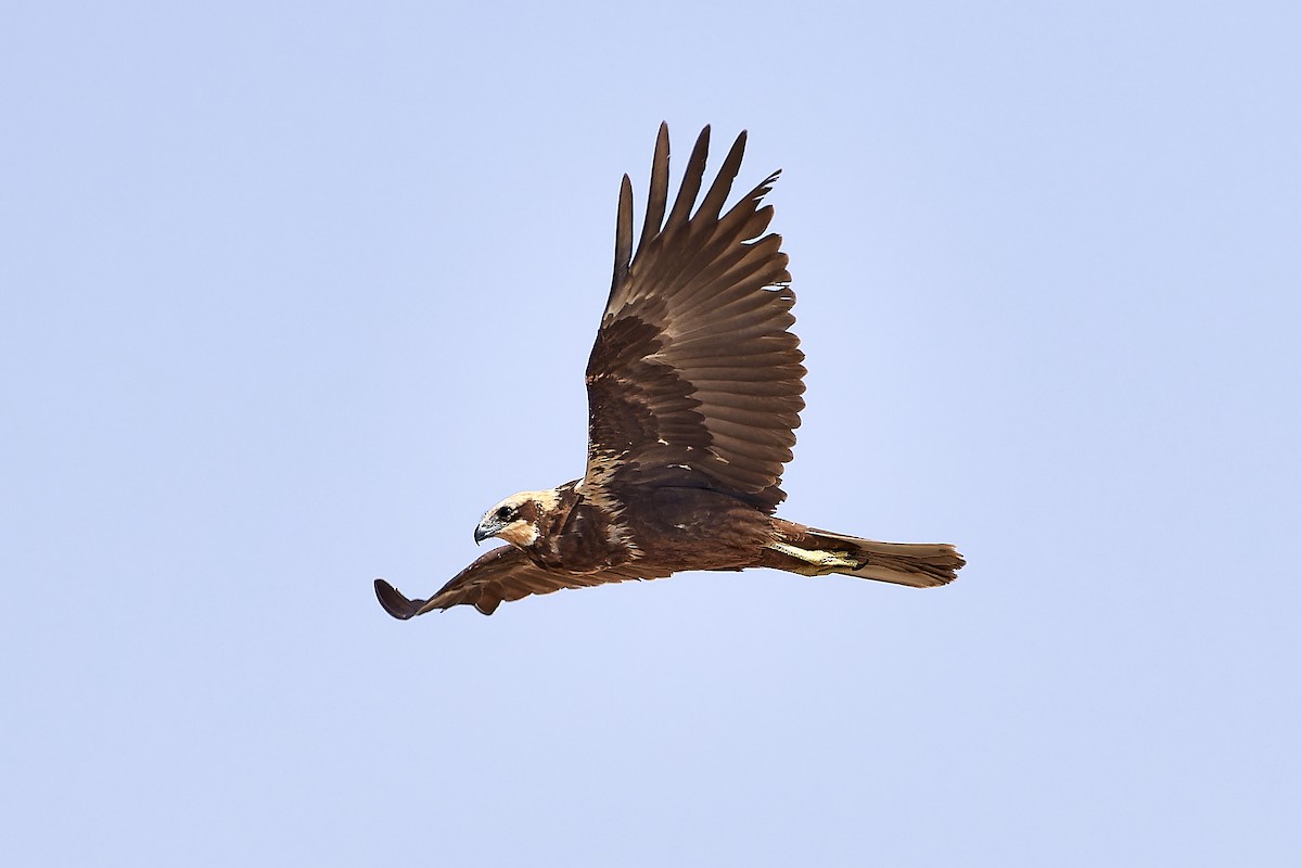 Western Marsh Harrier - ML554949821