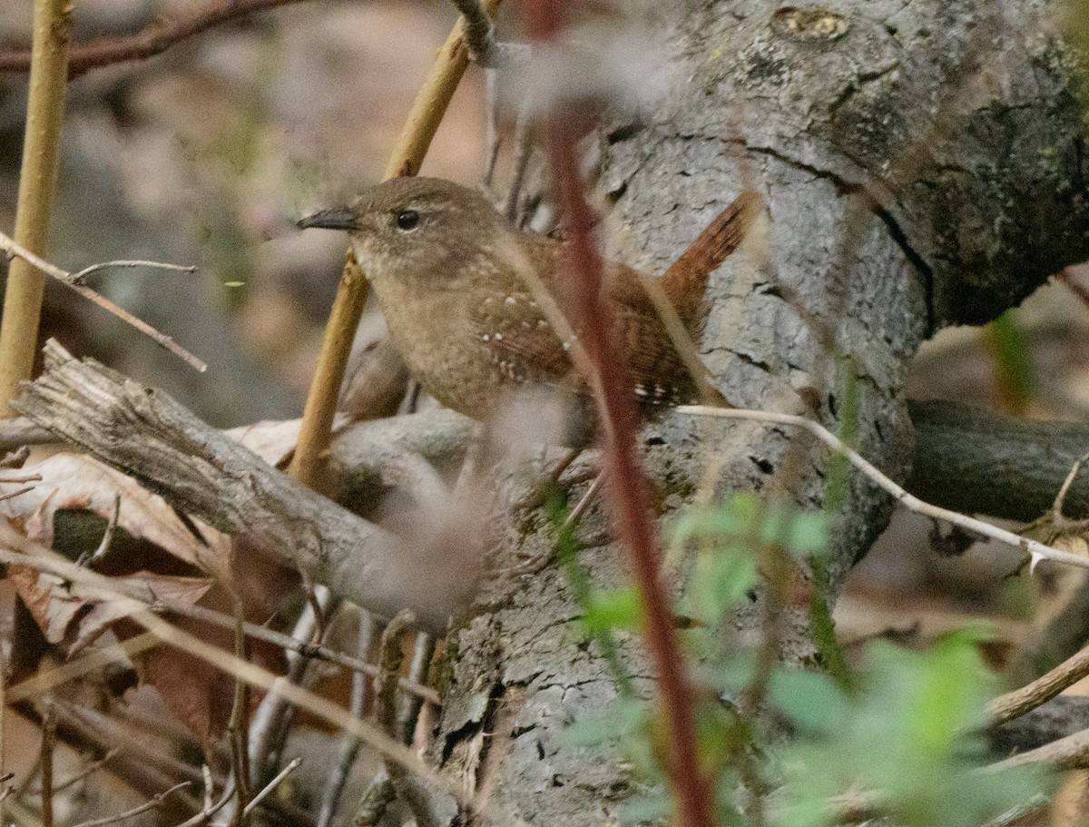 Winter Wren - ML554950281