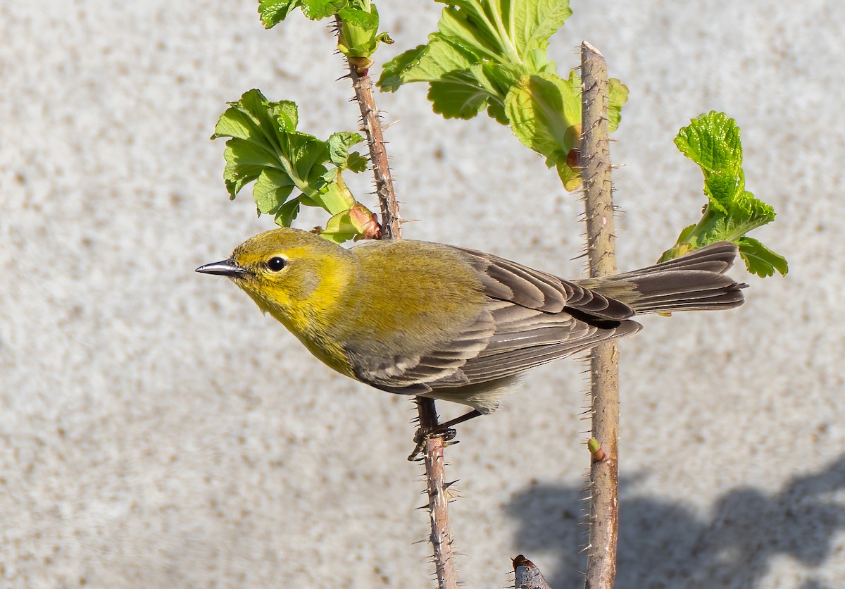 Pine Warbler - Scott Murphy