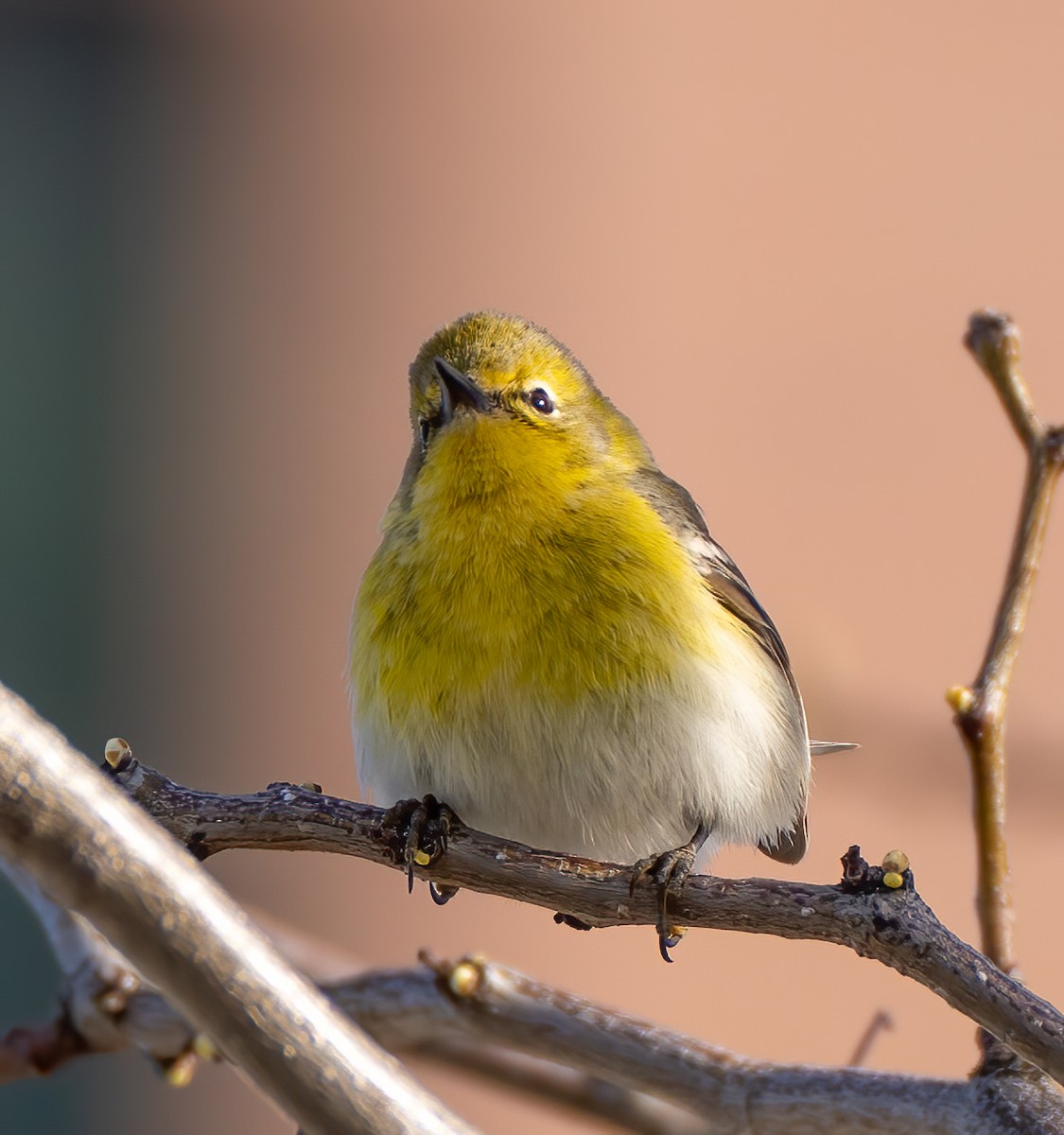 Pine Warbler - ML554951021