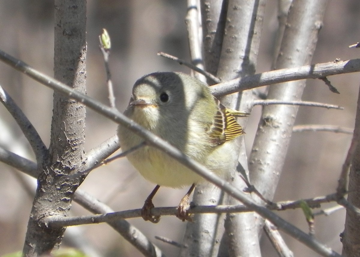 Ruby-crowned Kinglet - ML55495121