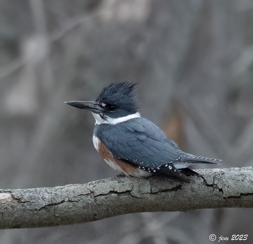 Belted Kingfisher - ML554951601