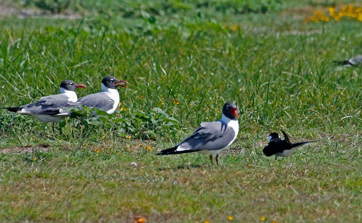 Gaviota Guanaguanare - ML55495161