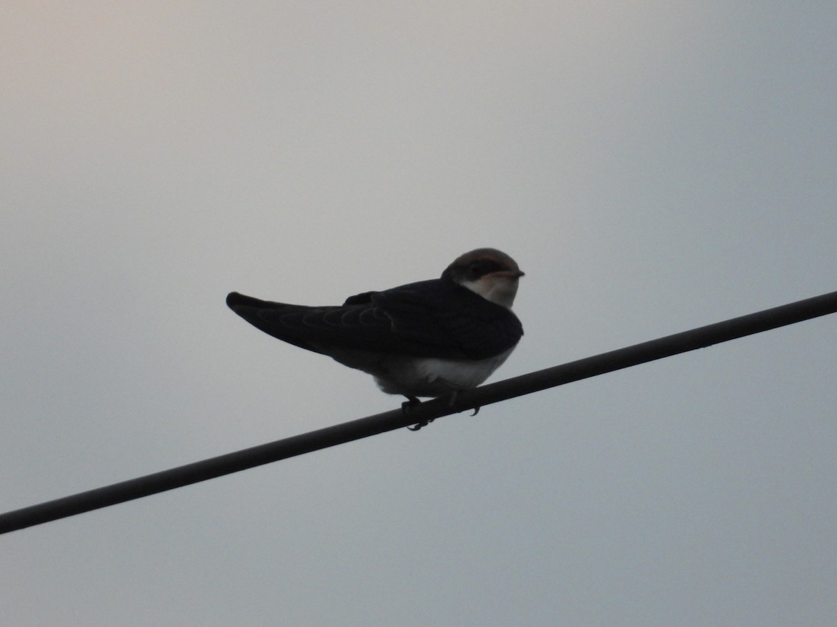 Wire-tailed Swallow - Lakshmikant Neve