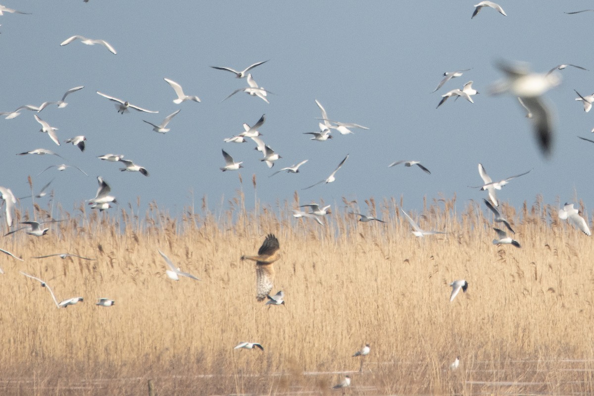 Hen Harrier - Letty Roedolf Groenenboom