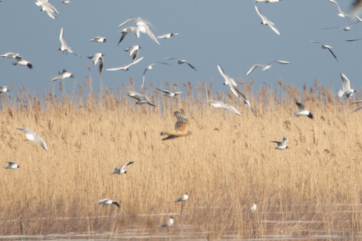 Hen Harrier - Letty Roedolf Groenenboom