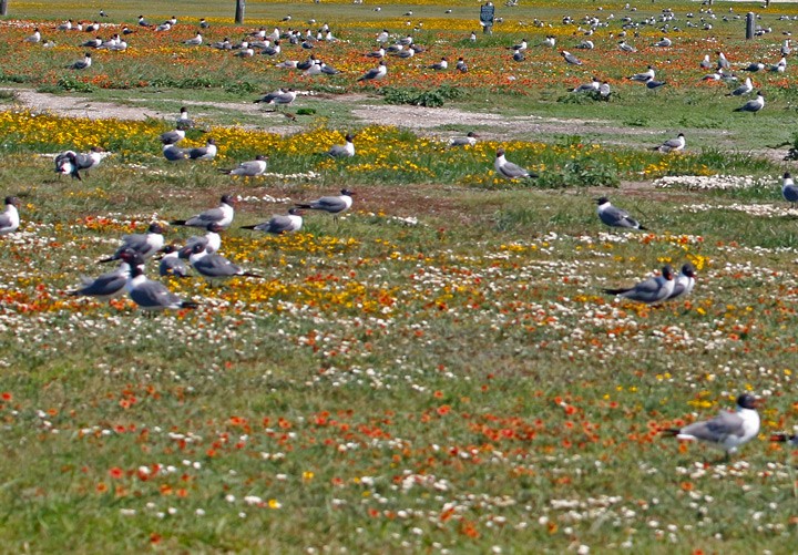 Mouette atricille - ML55495201