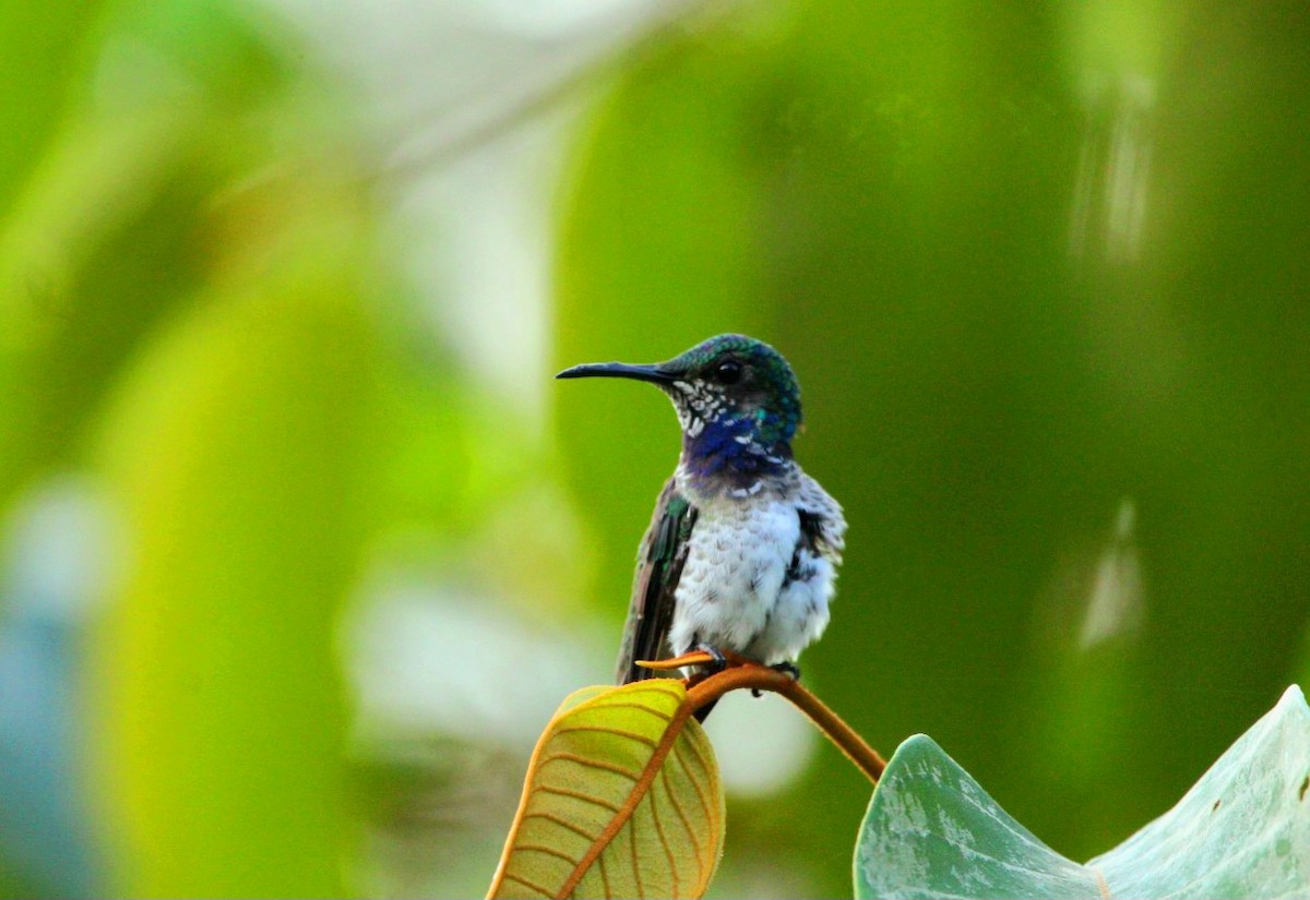 Colibrí Nuquiblanco - ML554953041