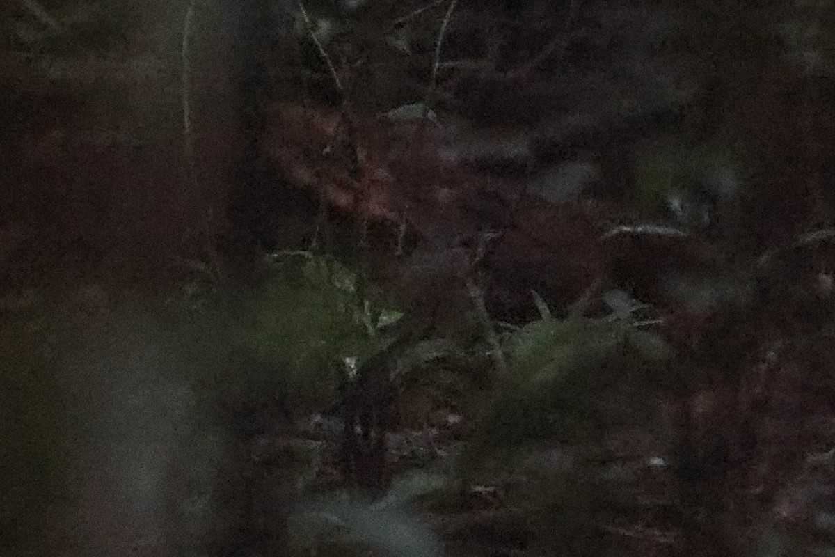 Alta Floresta Antpitta - Allison Miller