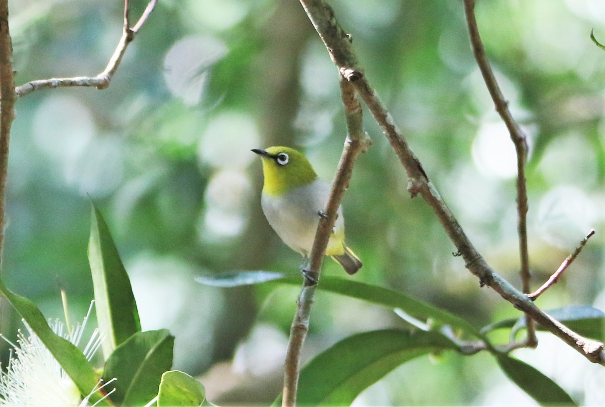 Indian White-eye - ML554954381