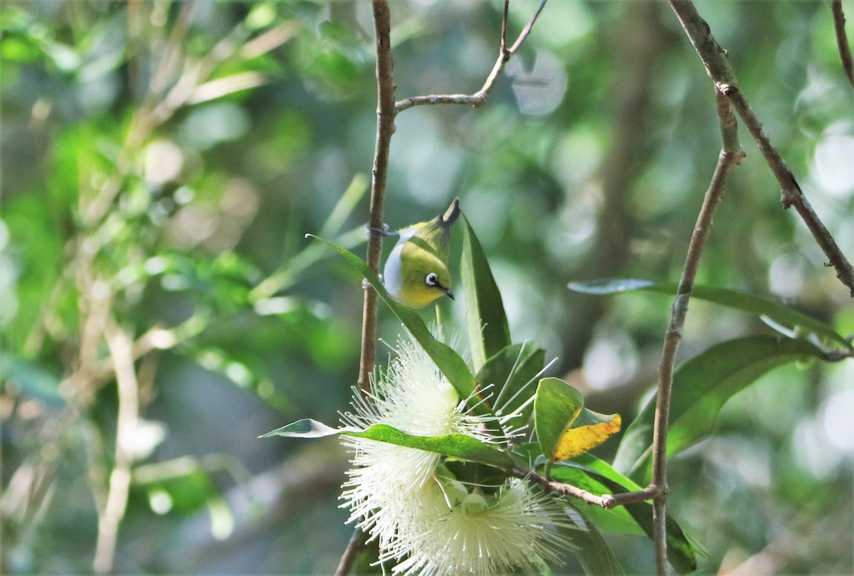 Indian White-eye - ML554954391