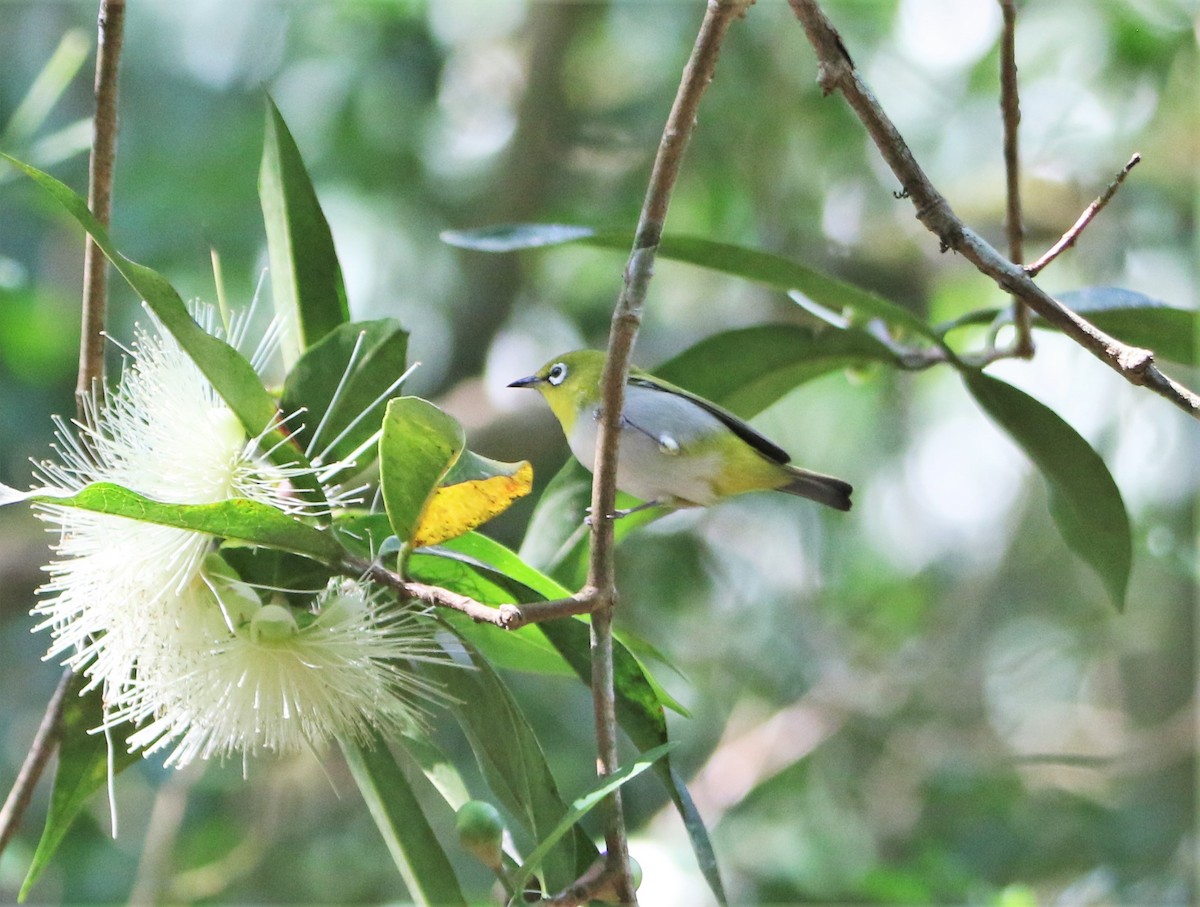 Indian White-eye - ML554954401