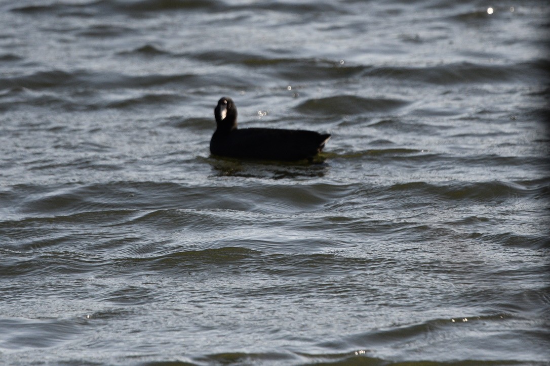 American Coot - ML554955881