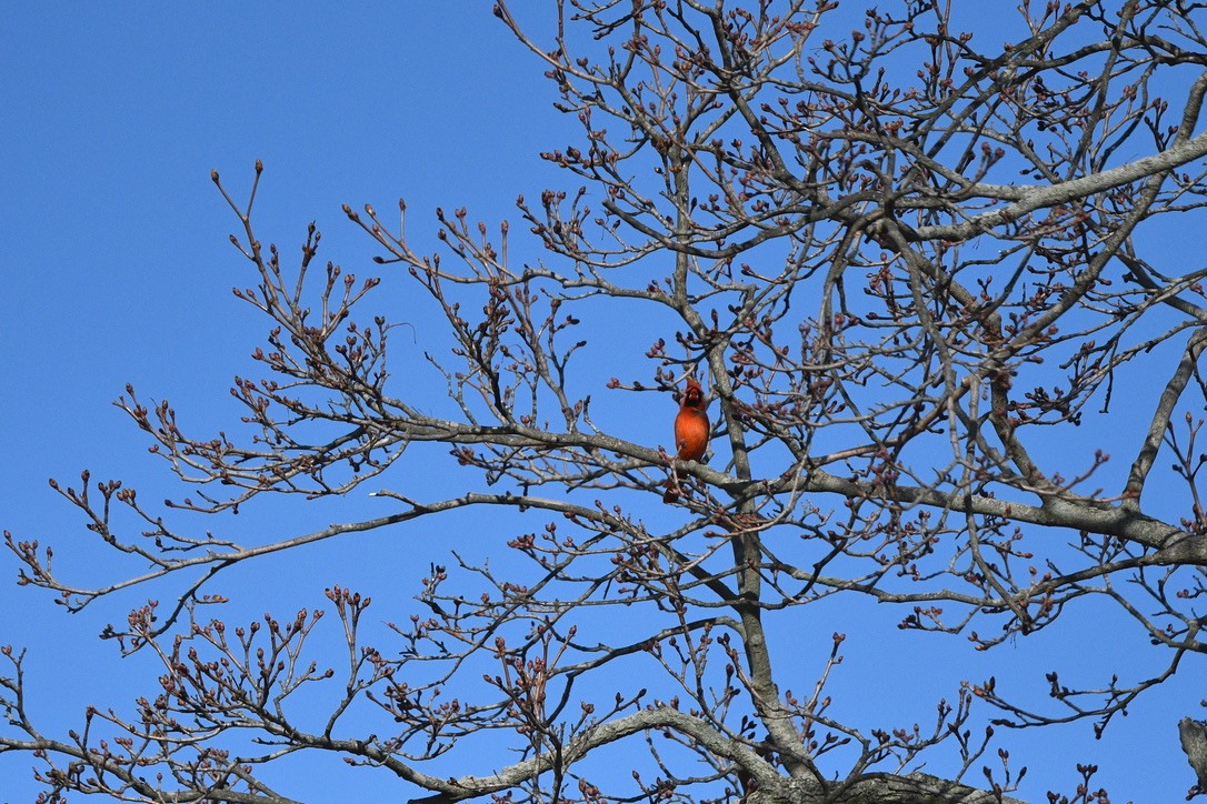 Northern Cardinal - ML554956141